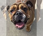 Small #1 Bulldog