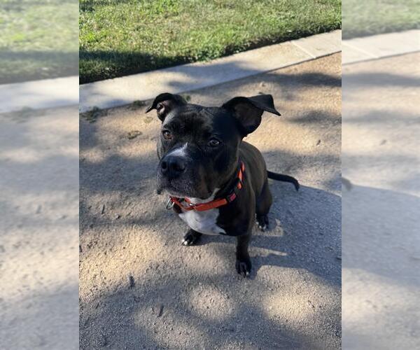 Medium Photo #1 Mutt Puppy For Sale in Elk Grove, CA, USA