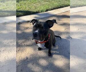 Mutt Dogs for adoption in Elk Grove, CA, USA