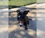 Small Mutt
