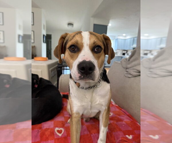 Medium Photo #20 Mutt Puppy For Sale in Boston, MA, USA