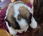Small Photo #9 Saint Bernard Puppy For Sale in BETHEL, MO, USA