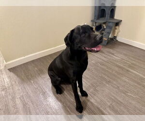 Medium Labrador Retriever Mix
