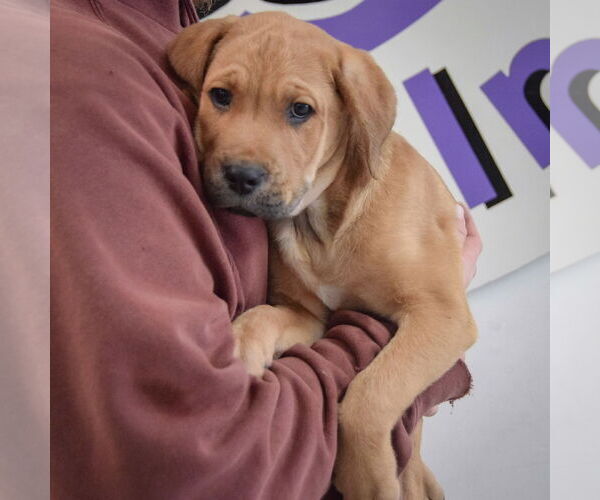 Medium Photo #4 Mastiff-Unknown Mix Puppy For Sale in Huntley, IL, USA