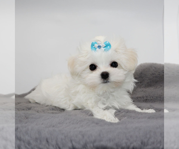 Medium Photo #4 Maltese Puppy For Sale in LOS ANGELES, CA, USA