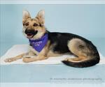 Small #1 German Shepherd Dog
