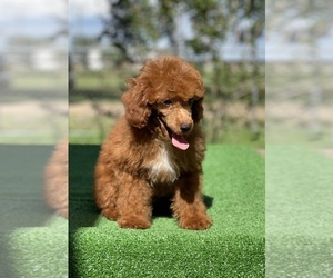 Poodle (Toy) Puppy for sale in EL CAMPO, TX, USA