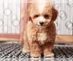 Small #2 Poochon