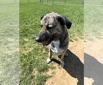 Small #1 Anatolian Shepherd Mix