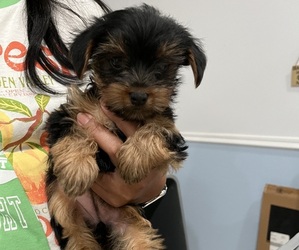 Yorkshire Terrier Puppy for sale in RIVERVIEW, FL, USA