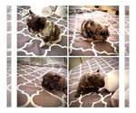 Small #1 French Bulldog