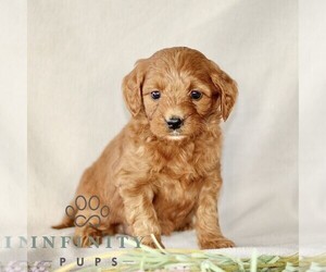 Goldendoodle (Miniature) Puppy for sale in GORDONVILLE, PA, USA