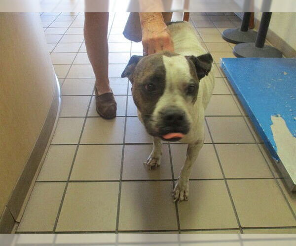 Medium Photo #1 Bullboxer Pit Puppy For Sale in Ocala, FL, USA