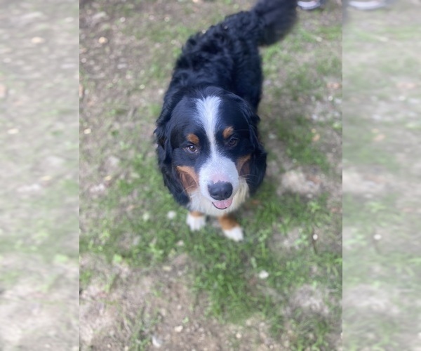 Medium Photo #1 Bernese Mountain Dog Puppy For Sale in WENDELL, MA, USA