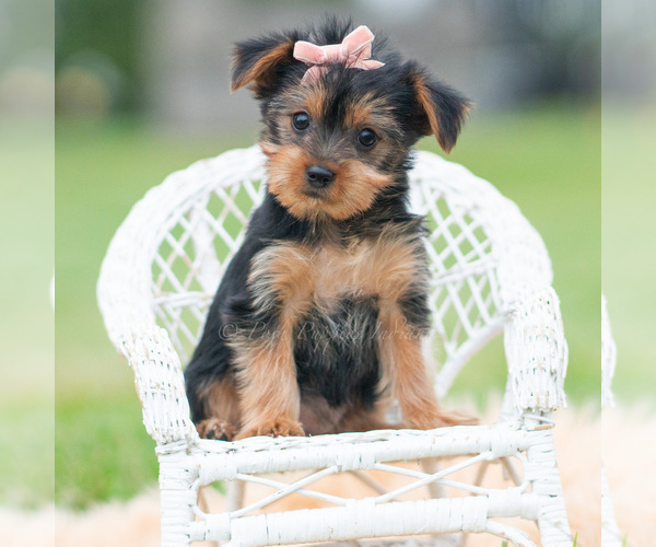 Medium Photo #90 Yorkshire Terrier Puppy For Sale in WARSAW, IN, USA