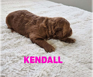 Goldendoodle (Miniature) Puppy for sale in GRAND RAPIDS, MI, USA