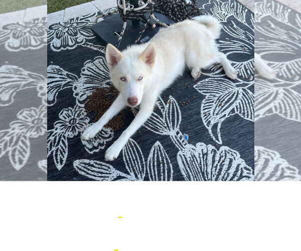 Medium Photo #3 Huskies -Unknown Mix Puppy For Sale in McKinney, TX, USA