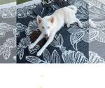 Small #2 Huskies  Mix
