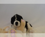 Puppy Piper Saint Berdoodle