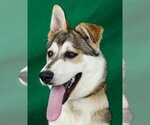Small Photo #1 German Shepherd Dog-Siberian Husky Mix Puppy For Sale in Pasadena, CA, USA
