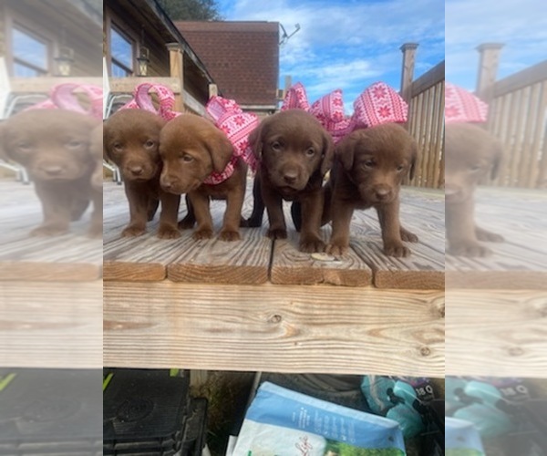 Medium Photo #2 Chesador Puppy For Sale in WILLISTON, SC, USA
