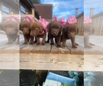 Small Photo #2 Chesador Puppy For Sale in WILLISTON, SC, USA