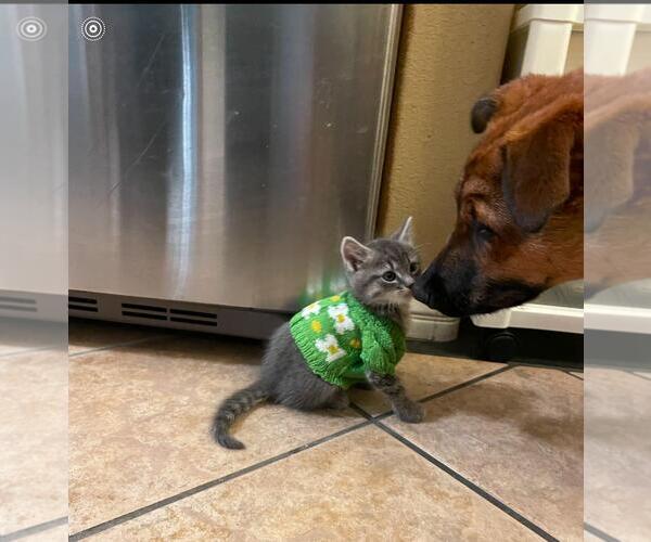 Medium Photo #5 Siberian Husky-Unknown Mix Puppy For Sale in Hayward, CA, USA