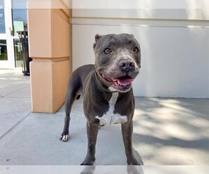 American Pit Bull Terrier Dogs for adoption in Orange, CA, USA