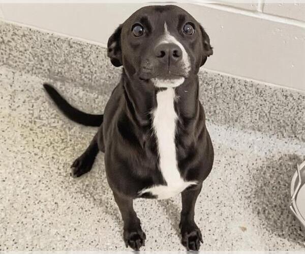 Medium Photo #2 American Pit Bull Terrier-Unknown Mix Puppy For Sale in Houston, TX, USA
