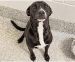 Small #1 American Pit Bull Terrier Mix