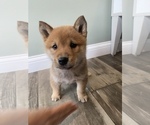 Small Photo #3 Shiba Inu Puppy For Sale in MONETT, MO, USA