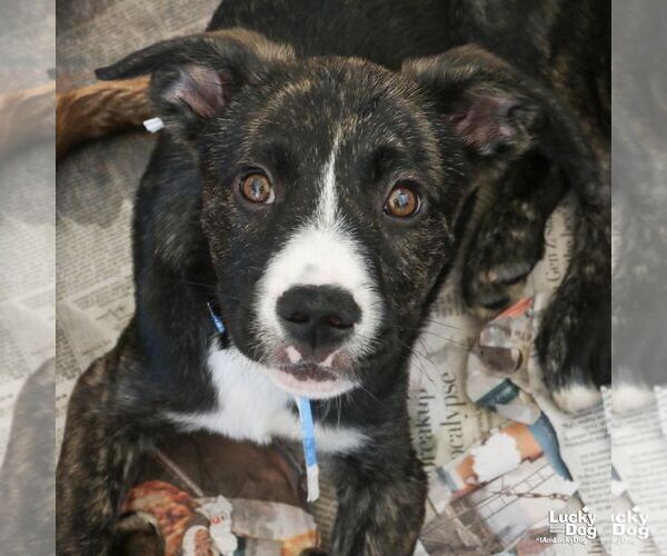 Medium Photo #2 Plott Hound-Unknown Mix Puppy For Sale in Washington, DC, USA