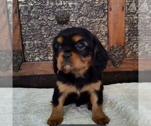 Cavalier King Charles Spaniel Puppy for sale in BLAIRS MILLS, PA, USA