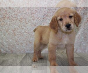 Golden Retriever Puppy for sale in MARIETTA, GA, USA