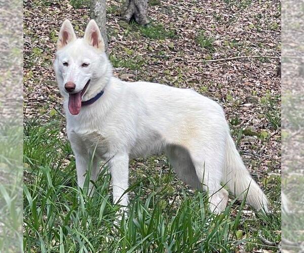 Medium Photo #4 - Mix Puppy For Sale in Hoffman Estates, IL, USA