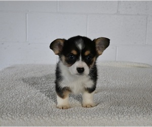 Pembroke Welsh Corgi Puppy for sale in MILLERSBURG, OH, USA