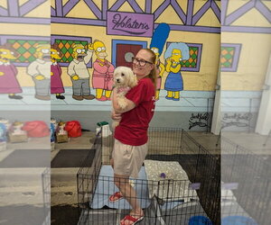 Giselle - Female Coton de Tulear Dog for Adoption - Photo #2