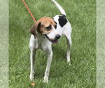 Small #2 Beagle