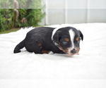 Small #3 Miniature Australian Shepherd