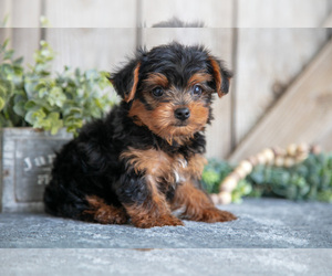 Medium Yorkshire Terrier