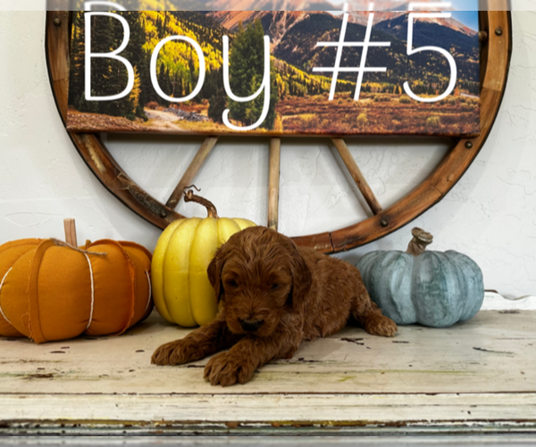 Medium Photo #6 Goldendoodle Puppy For Sale in MONTROSE, CO, USA