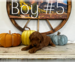 Small Photo #6 Goldendoodle Puppy For Sale in MONTROSE, CO, USA