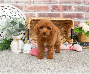 Poodle (Miniature) Puppy for sale in SYRACUSE, IN, USA