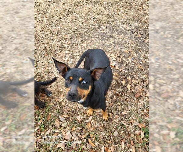 Medium Photo #1 Australian Kelpie-Miniature Pinscher Mix Puppy For Sale in San Antonio, TX, USA