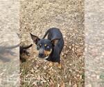 Small Australian Kelpie-Miniature Pinscher Mix