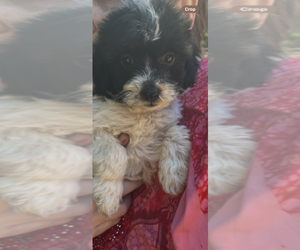 Maltipoo Puppy for sale in VENETA, OR, USA