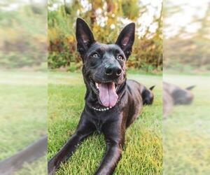 German Shepherd Dog-Unknown Mix Dogs for adoption in Houston, TX, USA