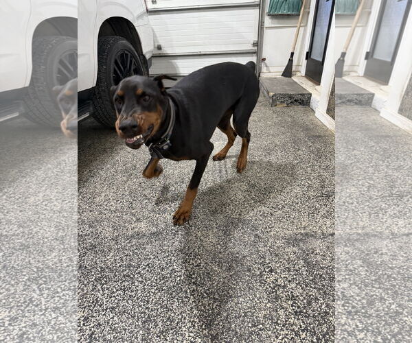 Medium Photo #8 Doberman Pinscher Puppy For Sale in Buffalo, MN, USA