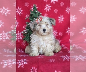 Poovanese Puppy for sale in ELKTON, MD, USA