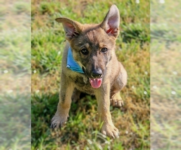 Medium Photo #2 German Shepherd Dog Puppy For Sale in FAIR GROVE, MO, USA